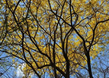Cerrejón registra 115 especies de árboles en el laboratorio de bosque seco tropical
