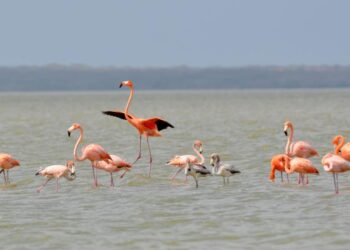 Santuario de Fauna y Flora ‘Los Flamencos’: el paraíso rosado de La Guajira