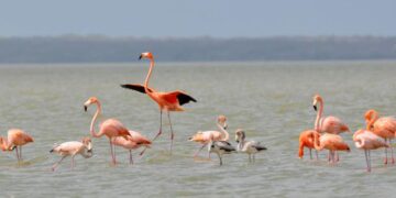Santuario de Fauna y Flora ‘Los Flamencos’: el paraíso rosado de La Guajira