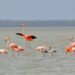 Santuario de Fauna y Flora ‘Los Flamencos’: el paraíso rosado de La Guajira