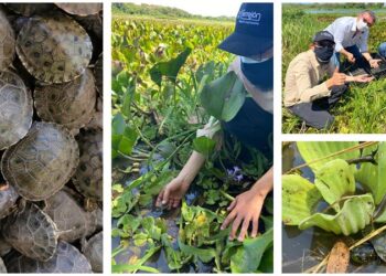 Cerrejón ha liberado más de 4.400 tortugas desde 2019