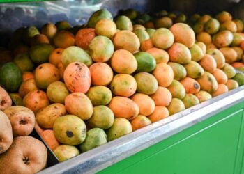 Por primera vez, Colombia exportó mango de azúcar a los Estados Unidos