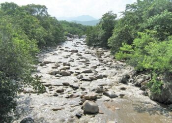 Comenzó la restauración y preservación de ecosistemas forestales de los ríos Cesar y Ranchería