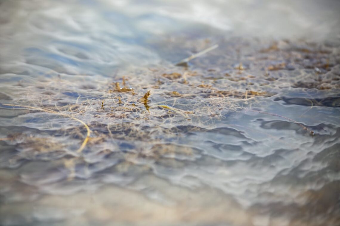 Destinan $15 mil millones de pesos para la protección de los pastos marinos en La Guajira