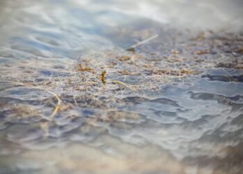 Destinan $15 mil millones de pesos para la protección de los pastos marinos en La Guajira