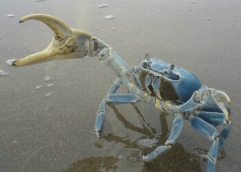 Corpoguajira promueve acciones para la  conservación del cangrejo azul