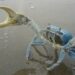 Corpoguajira promueve acciones para la  conservación del cangrejo azul