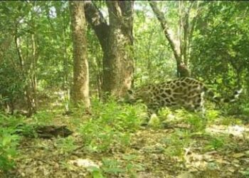 ‘Alpha’, el jaguar de seis años que recorre paisajes mineros y naturales en La Guajira