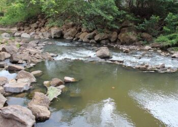 Corpoguajira rehabilita ecosistemas en la cuenca del río Ranchería en Barrancas