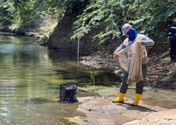 Cerrejón confirma que el bocachico regresó al arroyo Bruno