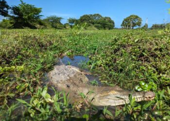 Cerrejón y Corpoguajira liberaron nueve caimanes aguja para apoyar la conservación de esta especie