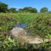 Cerrejón y Corpoguajira liberaron nueve caimanes aguja para apoyar la conservación de esta especie