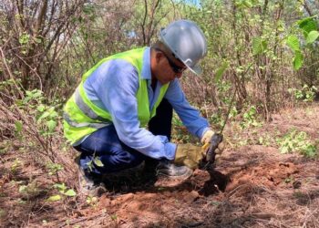 Cerrejón ha sembrado más de tres millones de árboles nativos del bosque seco tropical en La Guajira