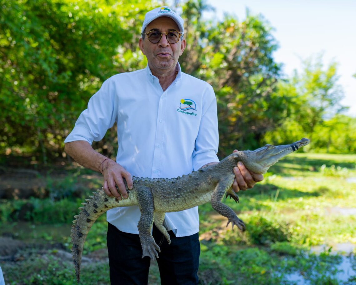 “Con la liberación de caimanes aguja promovemos la conservación de nuestra fauna silvestre”: director de Corpoguajira