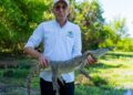 “Con la liberación de caimanes aguja promovemos la conservación de nuestra fauna silvestre”: director de Corpoguajira