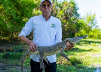 “Con la liberación de caimanes aguja promovemos la conservación de nuestra fauna silvestre”: director de Corpoguajira