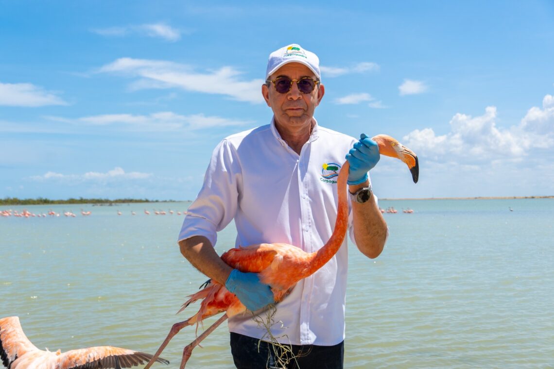 Corpoguajira liberó más de 15 flamencos rosados en el DRMI Musichi
