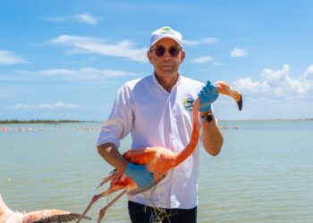 Corpoguajira liberó más de 15 flamencos rosados en el DRMI Musichi
