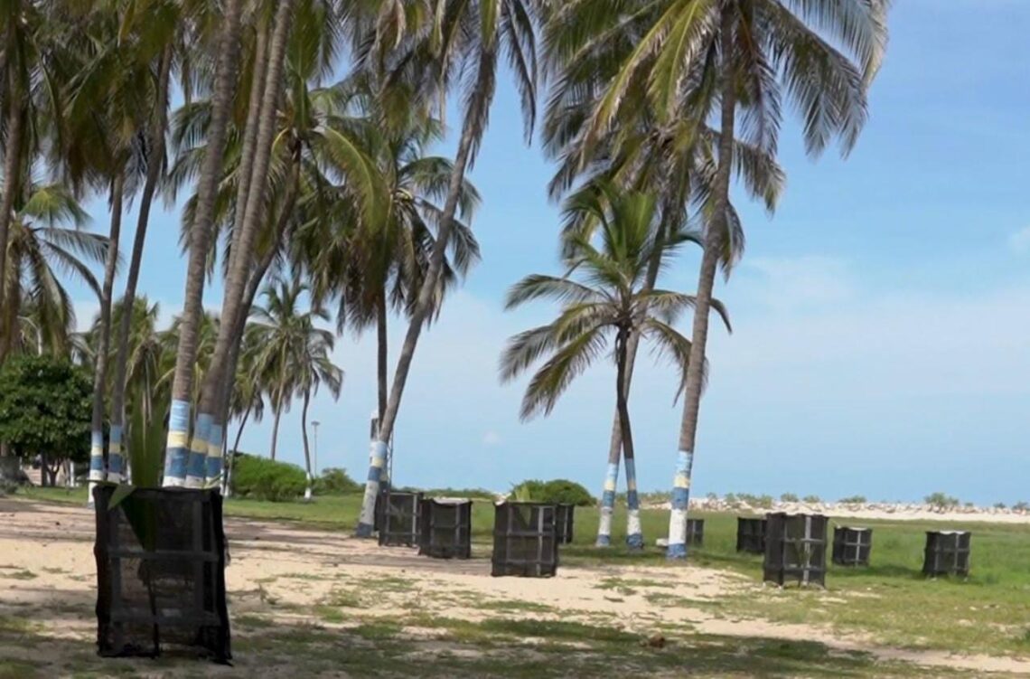 ¡Compromiso con el medio ambiente! – 1.600 palmeras fueron sembradas en las playas urbanas de Riohacha