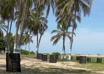 ¡Compromiso con el medio ambiente! – 1.600 palmeras fueron sembradas en las playas urbanas de Riohacha