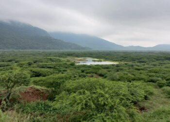 Estudio universitario confirma el efecto positivo de las áreas conservadas por Cerrejón en La Guajira