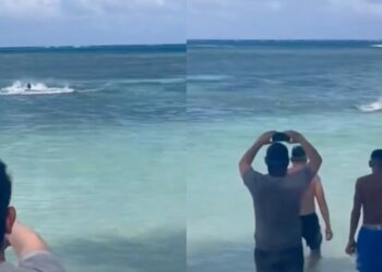 Tiburón martillo causó pánico en las playas de San Andrés