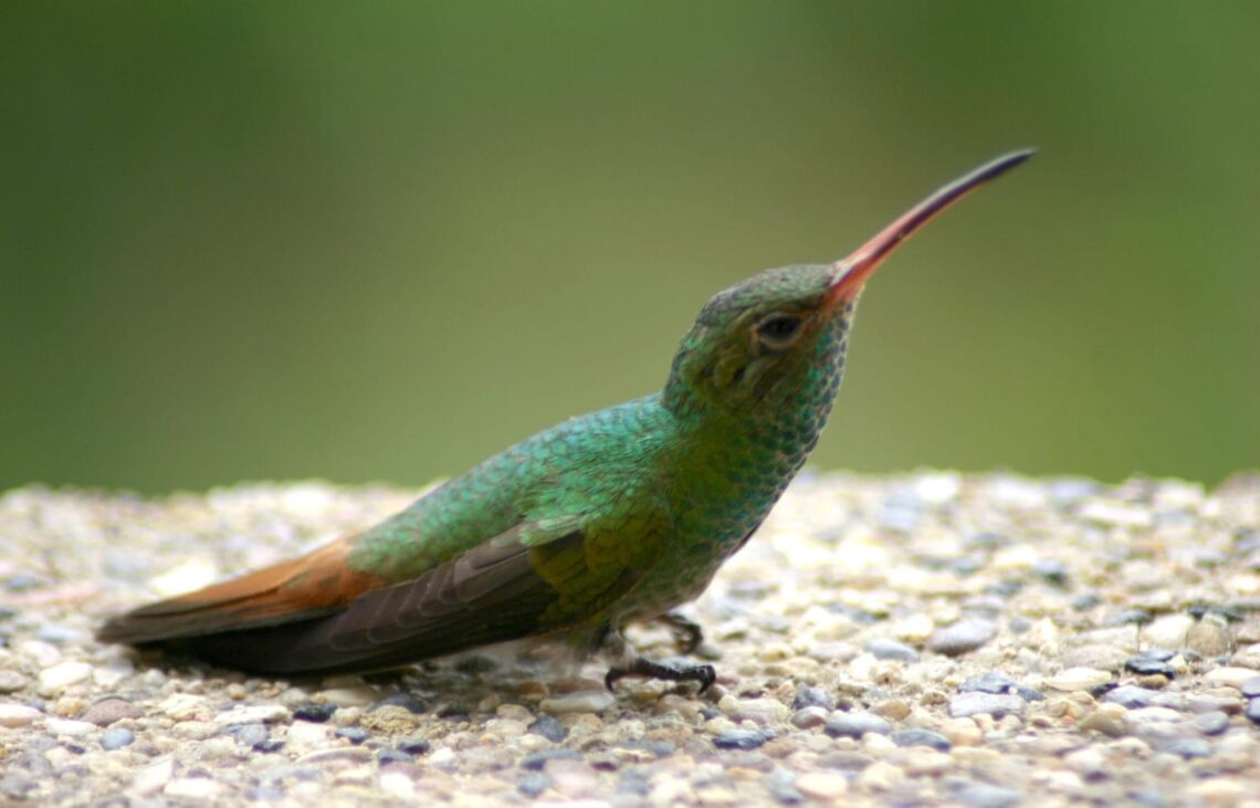Estudio universitario destaca la presencia de más de 160 especies de aves en La Guajira