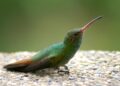 Estudio universitario destaca la presencia de más de 160 especies de aves en La Guajira