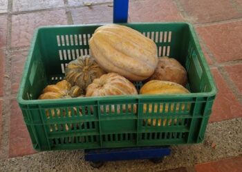 El PAE en La Guajira compró cosechas de ahuyamas que estaban a punto de perderse en Maicao