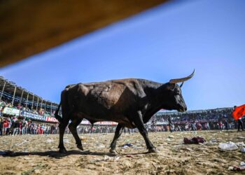 Alcaldía de Maicao no concedió permiso para realizar corralejas en las fiestas de San José