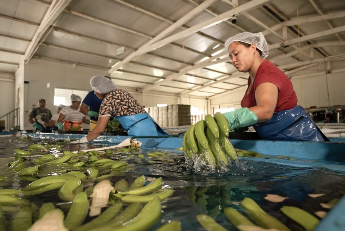 Producción bananera de La Guajira está detenida por amenazas de bandas delincuenciales