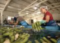 Producción bananera de La Guajira está detenida por amenazas de bandas delincuenciales