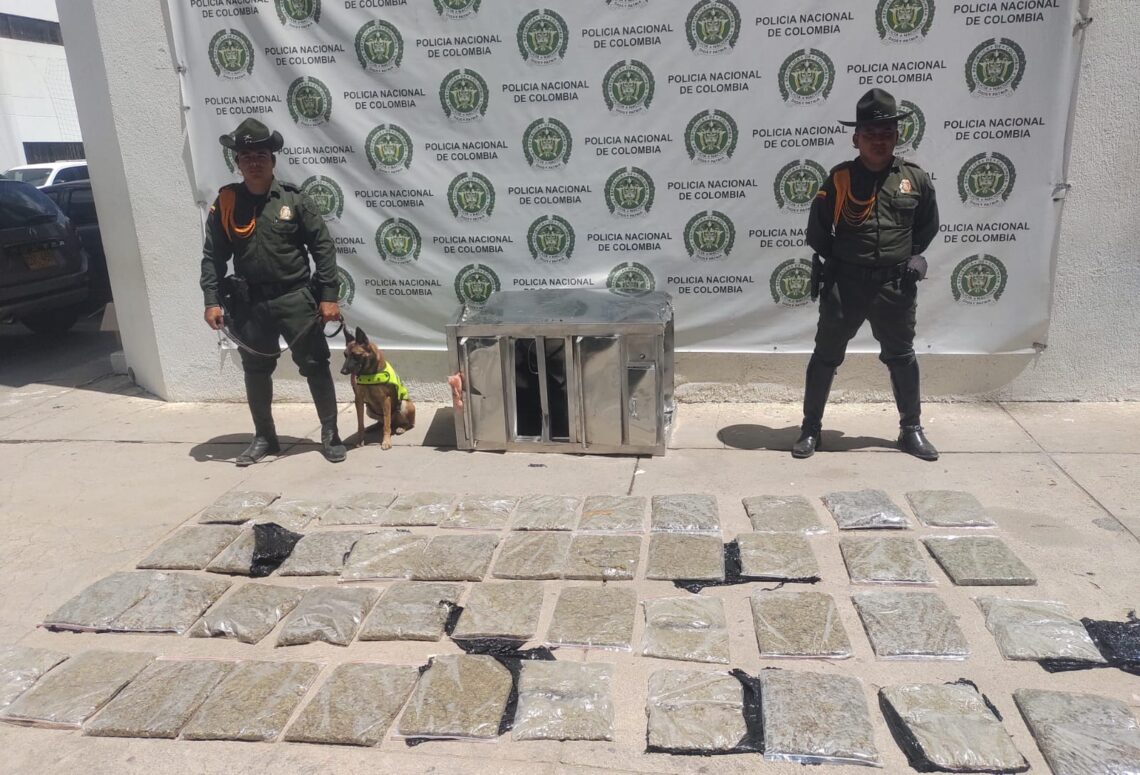 En Riohacha, perro policía detectó 22 kilos de marihuana que llegaron como encomienda