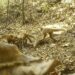 Sistema de cámaras del Cerrejón captó más de 1.600 registros de fauna silvestre de La Guajira