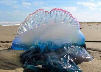 Alerta en playas de La Guajira por presencia de la fragata portuguesa
