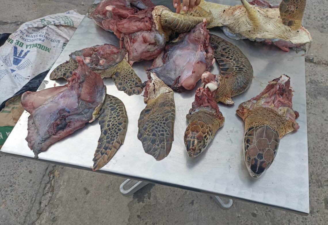Más de 150 kilos de carne y 3.500 huevos de tortuga fueron decomisados e incinerados en La Guajira