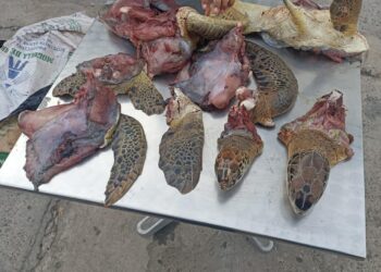 Más de 150 kilos de carne y 3.500 huevos de tortuga fueron decomisados e incinerados en La Guajira