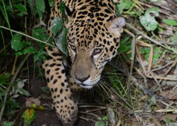 Corpoguajira entregó 199 estufas ecoeficientes en comunicados indígenas de Albania