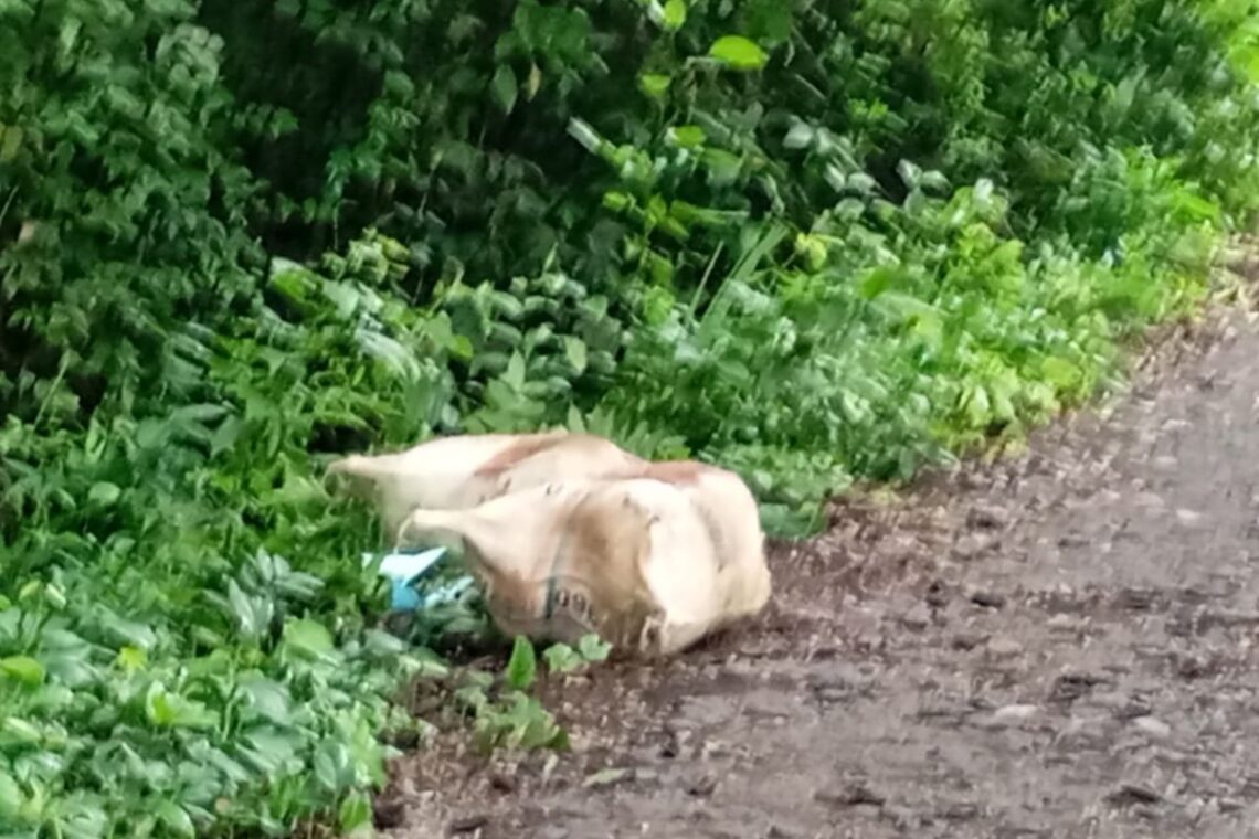 “Por sapos y colaborar con la Sijín”: hallan partes humanas en dos costales cerca a Palomino