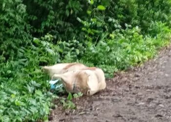 “Por sapos y colaborar con la Sijín”: hallan partes humanas en dos costales cerca a Palomino