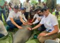 Hocol refuerza su compromiso con la protección del manatí y la tortuga marina