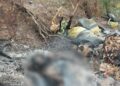 Macabro hallazgo en Maicao: una mujer fue encontrada calcinada en la vía a Carraipía