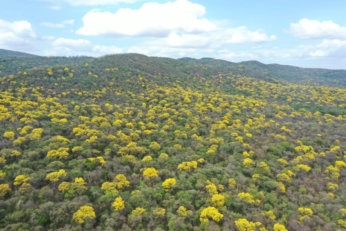 Más de 3.890 héctareas de bosque seco tropical han sido restauradas en La Guajira desde 2020