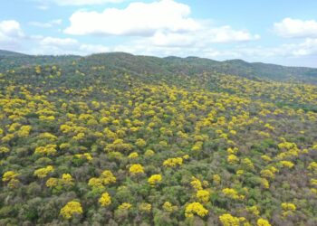 Más de 3.890 héctareas de bosque seco tropical han sido restauradas en La Guajira desde 2020