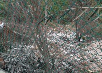 Hallan un cuerpo en estado de descomposición en los mangles de Riohacha