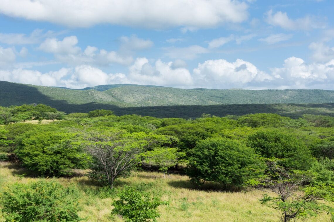 El bosque tropical que crece en medio de La Guajira