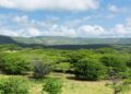 El bosque tropical que crece en medio de La Guajira