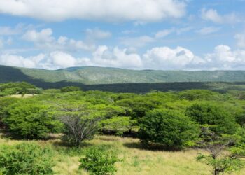 El bosque tropical que crece en medio de La Guajira