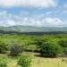 El bosque tropical que crece en medio de La Guajira