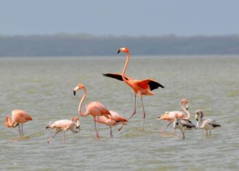 Corpoguajira promociona a nivel nacional las riquezas  ambientales del departamento